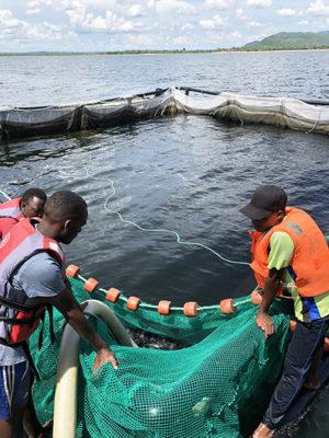 Yalelo Aquaculture Fish