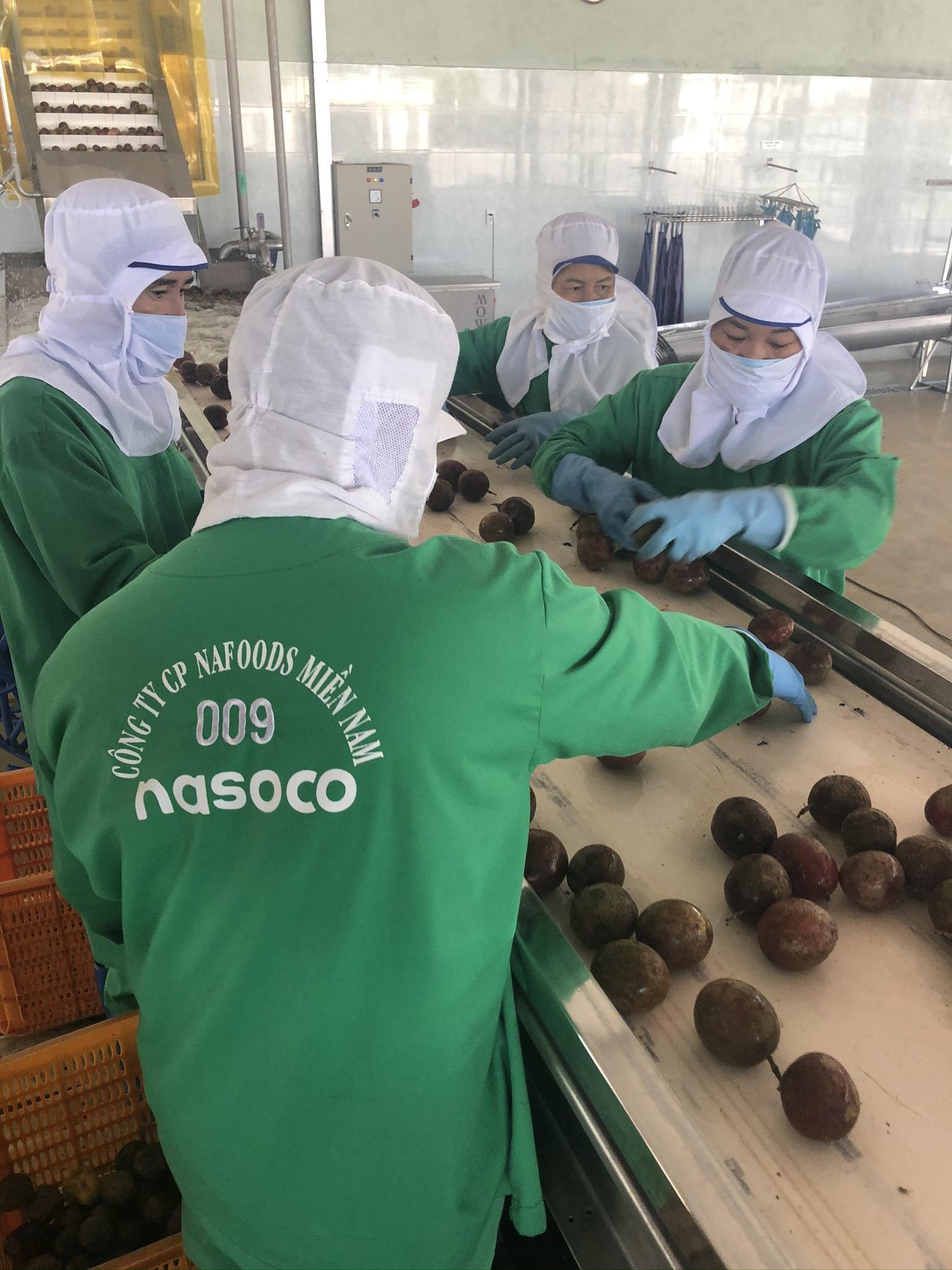 Employees handling fruit in the factory