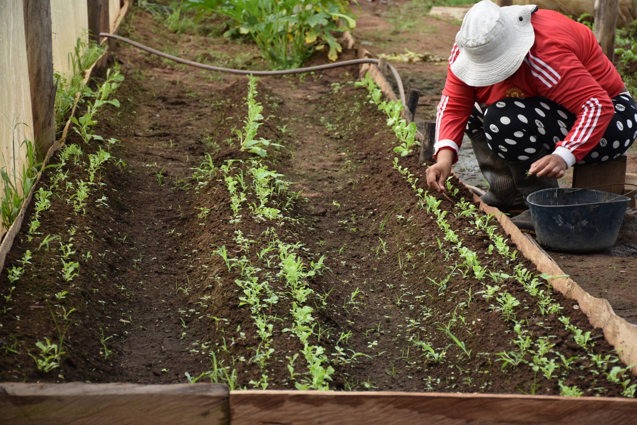 worker planting trees in the nursery